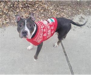 American Staffordshire Terrier Dogs for adoption in San Antonio, TX, USA