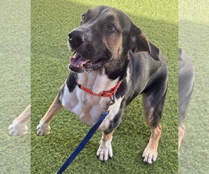 American Foxhound-Unknown Mix Dogs for adoption in Lighthouse Point, FL, USA