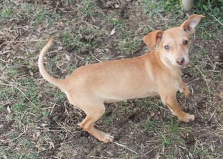 Medium Photo #1 Mutt Puppy For Sale in PIPE CREEK, TX, USA