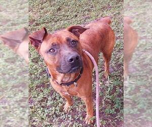 Pointer-Unknown Mix Dogs for adoption in Fort Lauderdale, FL, USA
