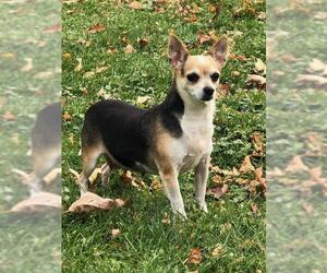 Chihuahua Dogs for adoption in Glen Haven, WI, USA