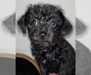 Mutt Dogs for adoption in Las Vegas, NV, USA