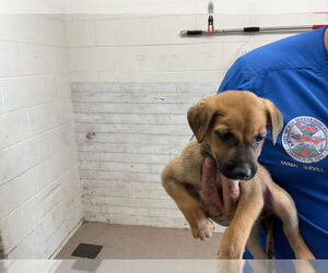 German Shepherd Dog-Unknown Mix Dogs for adoption in San Bernardino, CA, USA