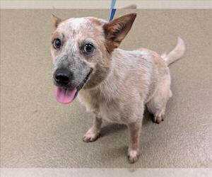 Mutt Dogs for adoption in Moreno Valley, CA, USA