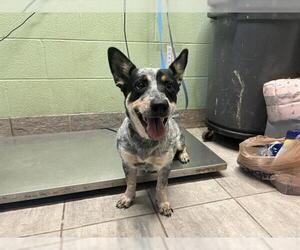 Mutt Dogs for adoption in Grand Prairie, TX, USA