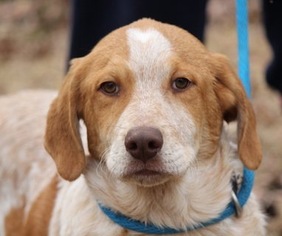 Small Basset Hound Mix