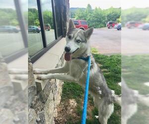 Siberian Husky Dogs for adoption in Clyde, NC, USA