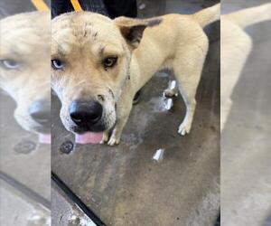 Siberian Husky Dogs for adoption in San Bernardino, CA, USA