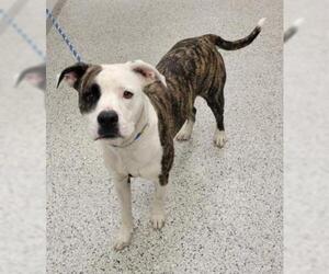 Bullypit Dogs for adoption in Kansas City, MO, USA