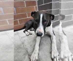 American Staffordshire Terrier-Unknown Mix Dogs for adoption in San Antonio, TX, USA