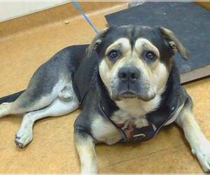 German Shepherd Dog-Unknown Mix Dogs for adoption in Sacramento, CA, USA