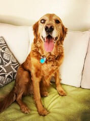 Golden Retriever Dogs for adoption in Aurora, CO, USA