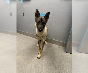German Shepherd Dog-Unknown Mix Dogs for adoption in Las Vegas, NV, USA