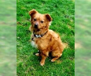 Chiranian Dogs for adoption in Yakima, WA, USA