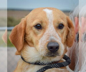 Doxle Dogs for adoption in Huntley, IL, USA