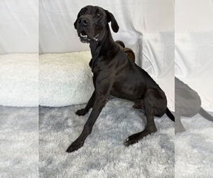 Great Dane Dogs for adoption in Goodyear, AZ, USA