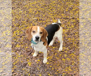 Beagle Dogs for adoption in Las Vegas, NV, USA