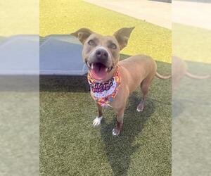 Mutt Dogs for adoption in San Martin, CA, USA
