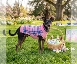 Mutt Dogs for adoption in Vail, AZ, USA