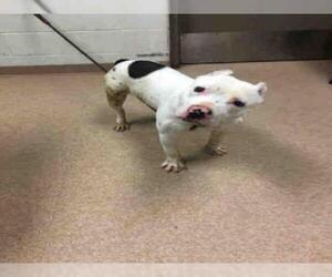 Staffordshire Bull Terrier Dogs for adoption in Saginaw, MI, USA