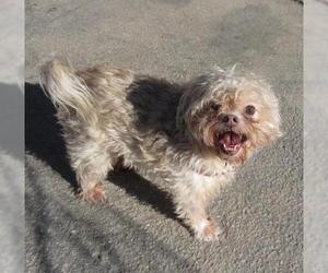 Shih Tzu Dogs for adoption in Apple Valley, CA, USA