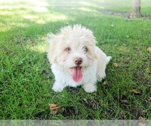 Shih Tzu Dogs for adoption in Parlier, CA, USA