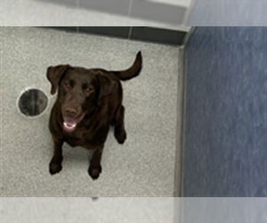 Labrador Retriever Dogs for adoption in Fort Collins, CO, USA