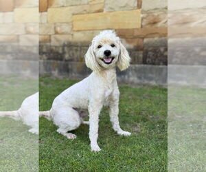 Mutt Dogs for adoption in PIPE CREEK, TX, USA