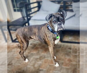 Boxer Dogs for adoption in Dumont, NJ, USA