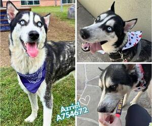 - Mix Dogs for adoption in San Antonio, TX, USA