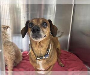 Dachshund Dogs for adoption in Grand Prairie, TX, USA