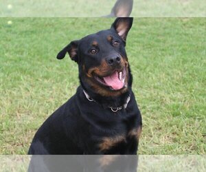 Rottweiler Dogs for adoption in Chestertown, MD, USA