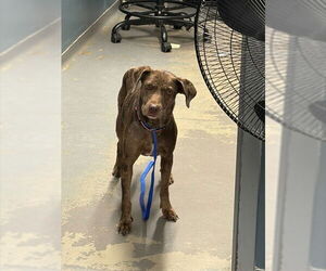 Catahoula Leopard Dog-Unknown Mix Dogs for adoption in Tallahassee, FL, USA