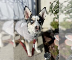 Siberian Husky Dogs for adoption in San Diego, CA, USA