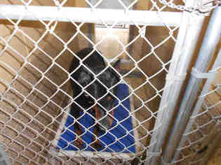 Doberman Pinscher Dogs for adoption in Georgetown, TX, USA