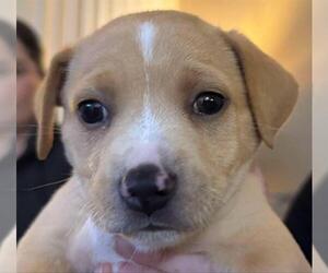 Mutt Dogs for adoption in Chula Vista, CA, USA