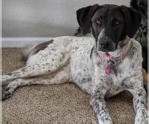 German Shorthaired Lab Dogs for adoption in Sheridan, CO, USA