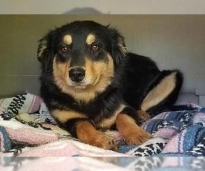 Australian Kelpie Dogs for adoption in Cottonwood, AZ, USA