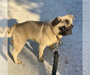 Pug Dogs for adoption in Dumont, NJ, USA