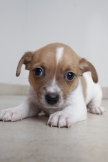 Chug Dogs for adoption in Eden Prairie, MN, USA