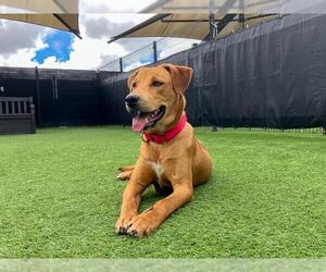 English Coonhound-Labrador Retriever Mix Dogs for adoption in Orange, CA, USA