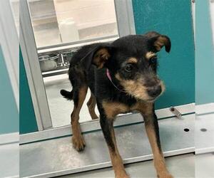 Mutt Dogs for adoption in Oklahoma City, OK, USA