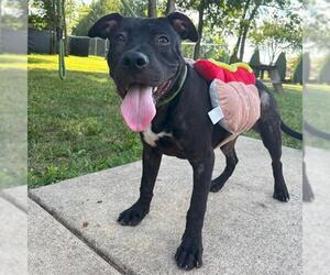 American Pit Bull Terrier-Unknown Mix Dogs for adoption in Murfreesboro, TN, USA