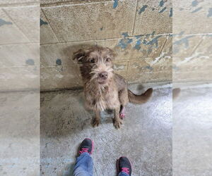 Mutt Dogs for adoption in Linton, IN, USA