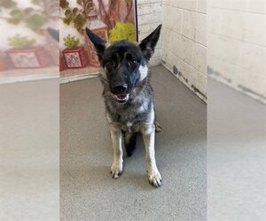 German Shepherd Dog Dogs for adoption in San Bernardino, CA, USA