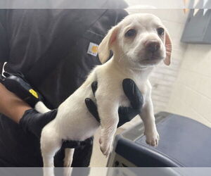 Border Collie-Unknown Mix Dogs for adoption in San Bernardino, CA, USA