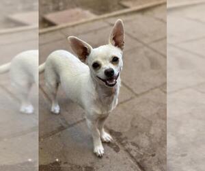 Chihuahua Dogs for adoption in Santa Maria, CA, USA