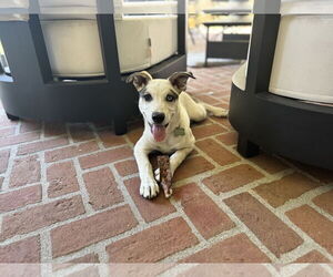 Mutt Dogs for adoption in Menifee, CA, USA
