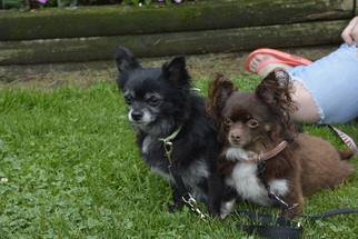 Chihuahua Dogs for adoption in St. Marys, Ontario, Canada