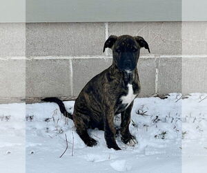 Mountain Cur-Unknown Mix Dogs for adoption in Duluth, MN, USA